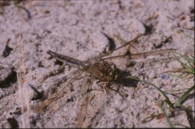 dragonfly macro stopping on mud close-up