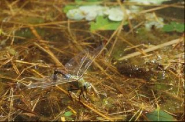 dragonfly macro stopping yellow grass in water