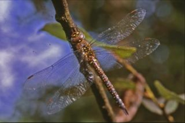 dragonfly macro wings stopping on stick of water