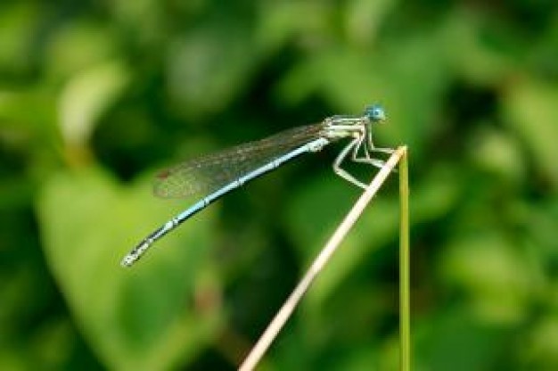 Dragonfly Odonata fauna about Flora and Fauna Biology