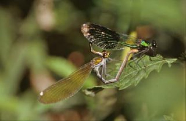 dragonfly pair animal macro close-up with nature green light