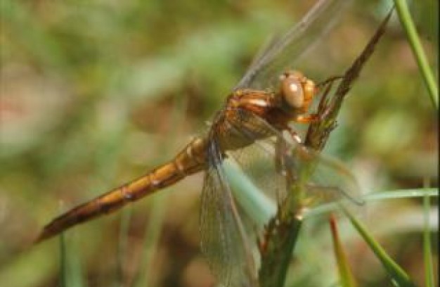 Dragonfly Polarization animal about Style of life Insect