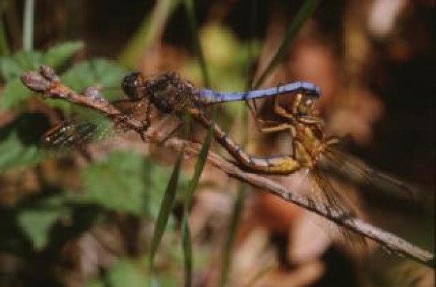 Dragonfly Polarization resting at branch closeup animal about Style of life Iridescence