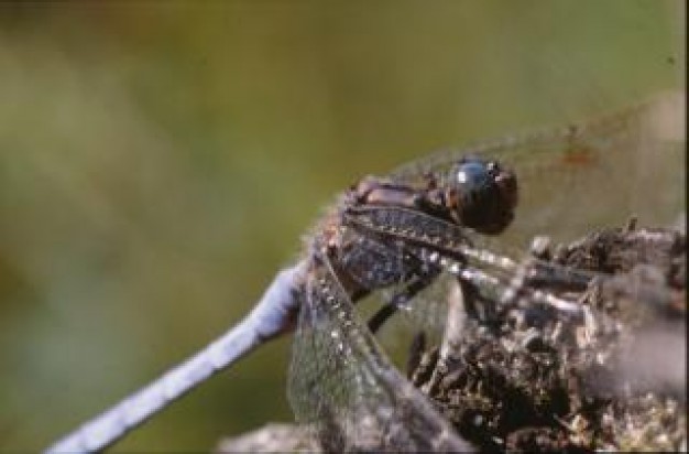 dragonfly standing at mud and wings closeup