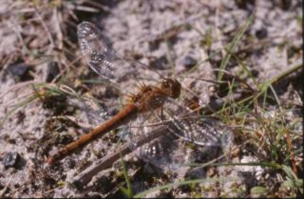 dragonfly stopping at floor grass close-up insect animal