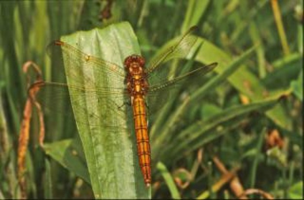 dragonfly stopping on grass leaf that macro animal closeup