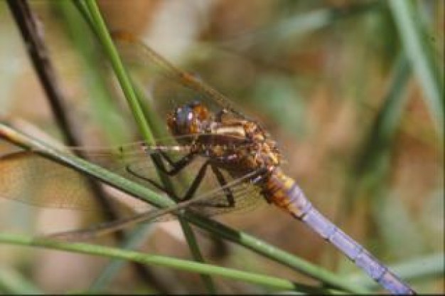 dragonfly stopping on grass that insect animal macro wings