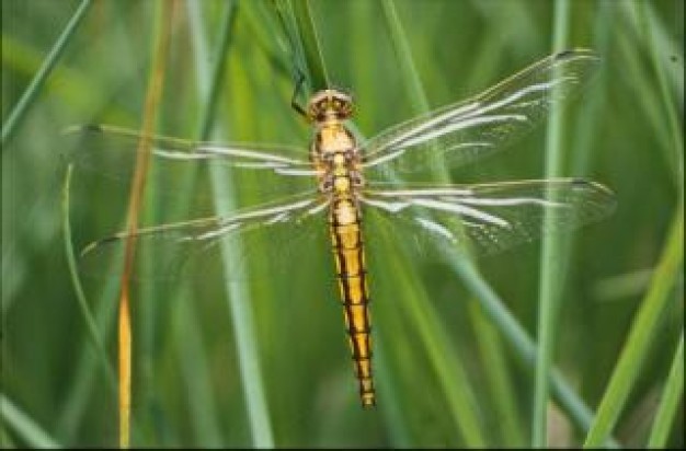 Dragonfly Style of life macro insect close-up about field life