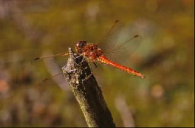 dragonfly wings animal close-up stopping on stick