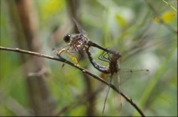 dragonfly wings dragonfly closeup with nature forest background