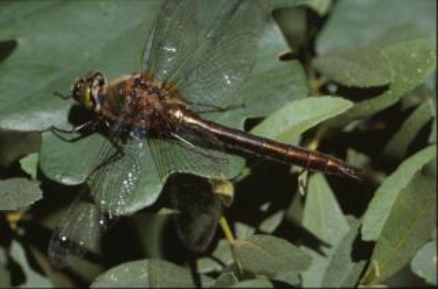 dragonfly wings insect macro stopping on water grass leaf