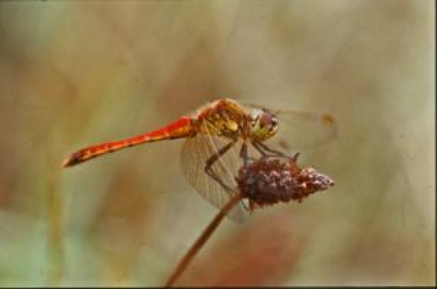 dragonfly wings insect stopping on grass fruit