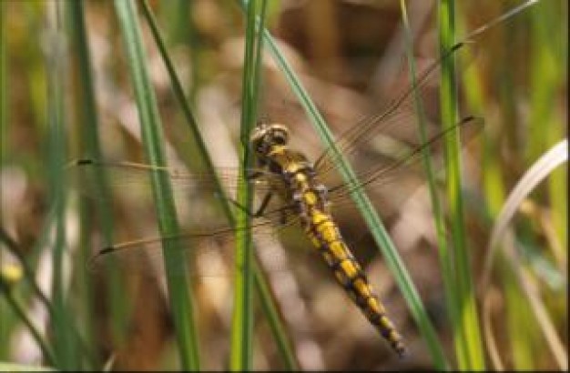 dragonfly wings macro close-up insect stopping on grass