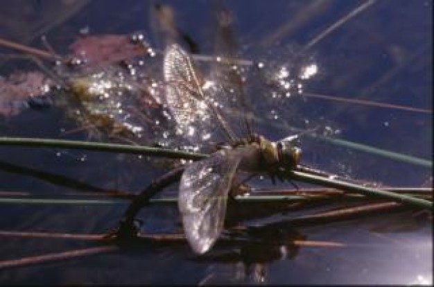 dragonfly wings macro insect stopping stick in water