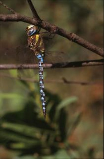 dragonfly wings macro insect with blue and white tail