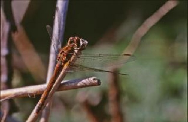 dragonfly wings macro stopping on brown stick