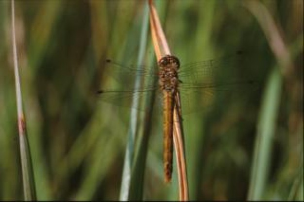 dragonfly with lucid wings insect stopping on grass leaf