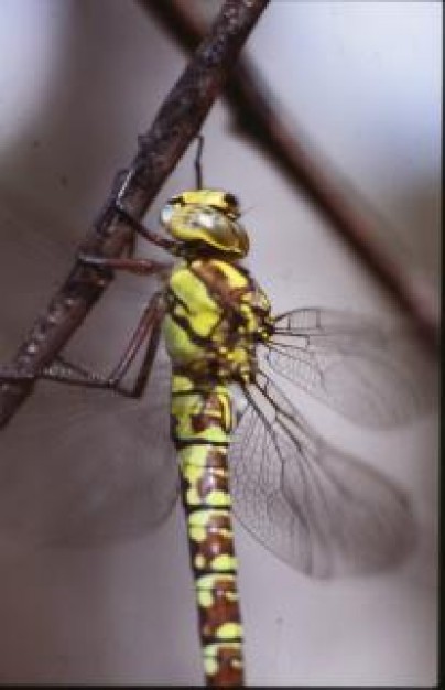 dragonfly with wings dragonfly macro over wall background