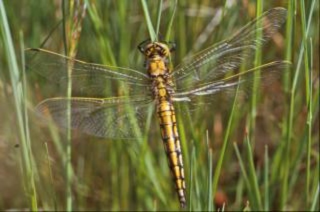 dragonfly with wings flying on grass