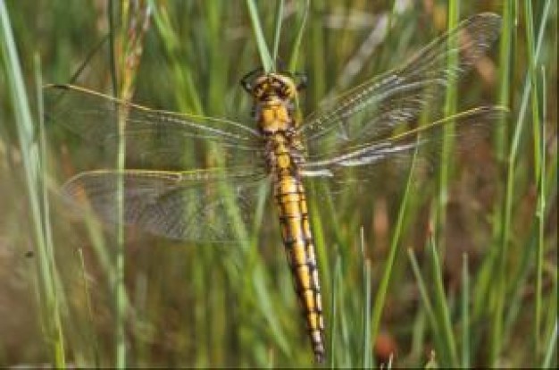 dragonfly with wings flying on grass