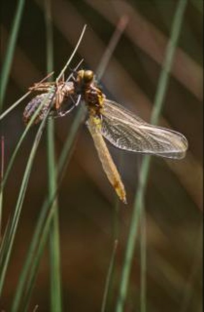 dragonfly with wings insect flying and stopping on grass closeup