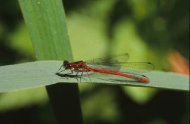 dragonfly with wings insect macro animal stopping at green leaf