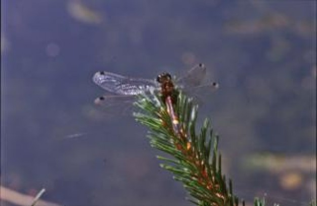 dragonfly with wings macro insect closeup over purple background