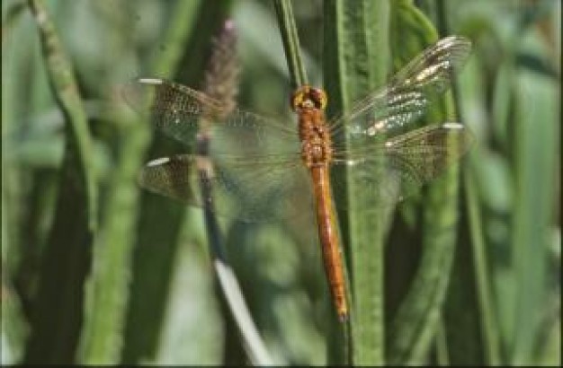 dragonfly with wings stopp on grass macro animal