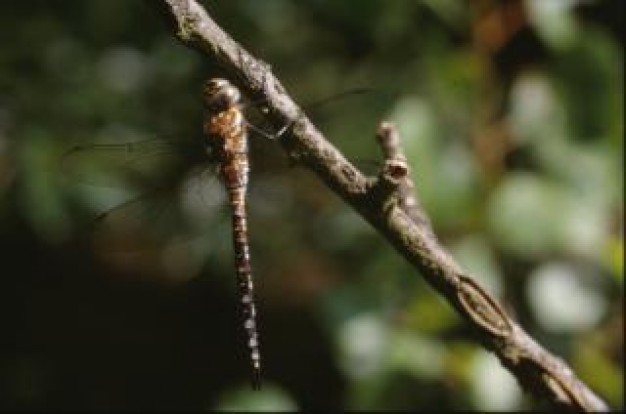 dragonfly with wings stopping at stick closeup