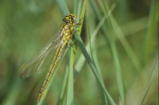 dragonfly with wings stopping on grass macro closeup