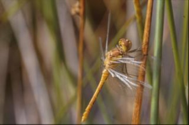 dragonfly with yellow body and white wings animal