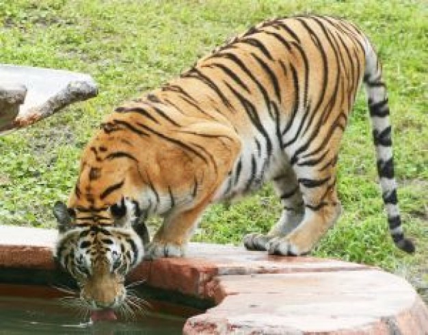 Drinking water tiger about Environment Water Resources