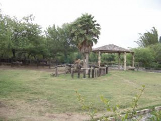 dromedary middle in zoo with tree and grassland