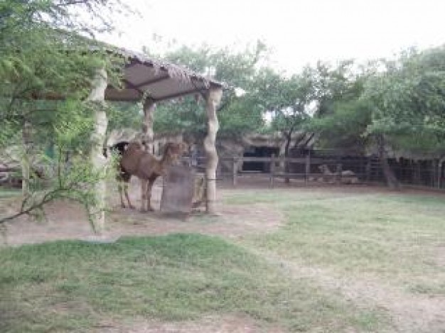 dromedary wild resting in simple shed