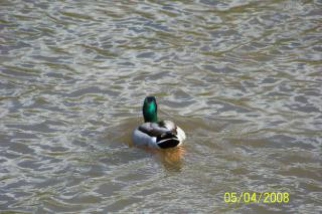 Duck Arkansas lake about field landscape