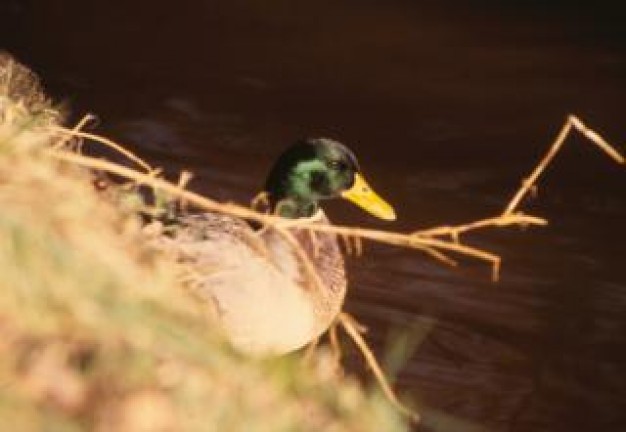 Duck Beak water beak about wild life