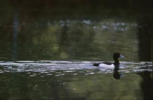 duck bird swimming over lake alone