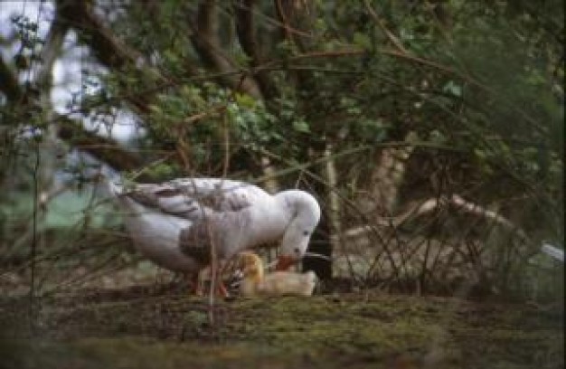 Duck birds Reddit duck about animal family in forest