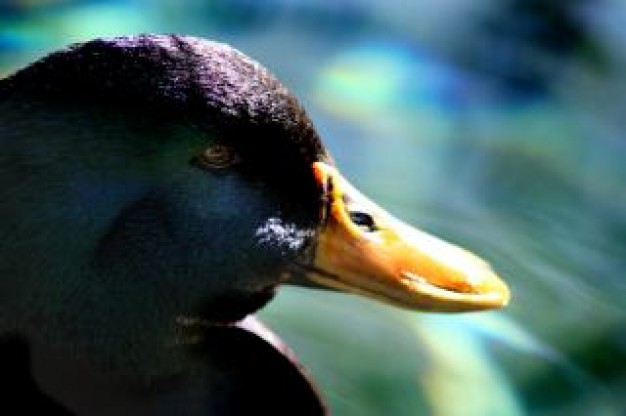 duck face close-up under sun light shine
