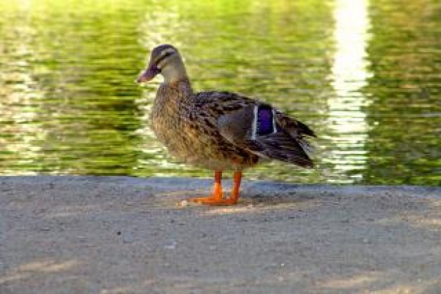 Duck Gurkha standing near a lake about Ruddy Duck Arkansas