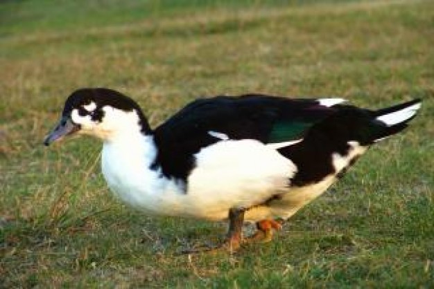 duck hunting food in the grass