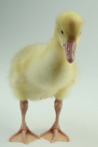 duck looking at the floor with animal bird feathers