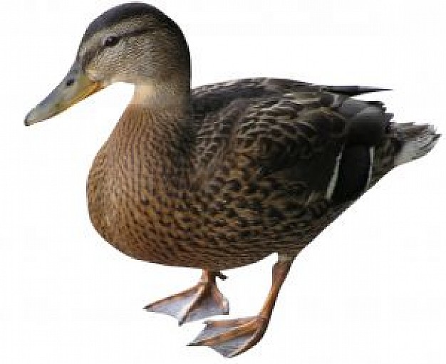 Duck mallard duck walking close-up about animal life