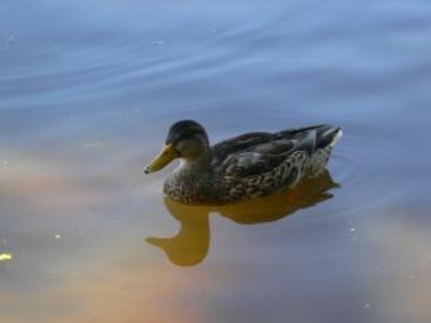 Duck Northern Shoveler bird animal about Gardens Bird