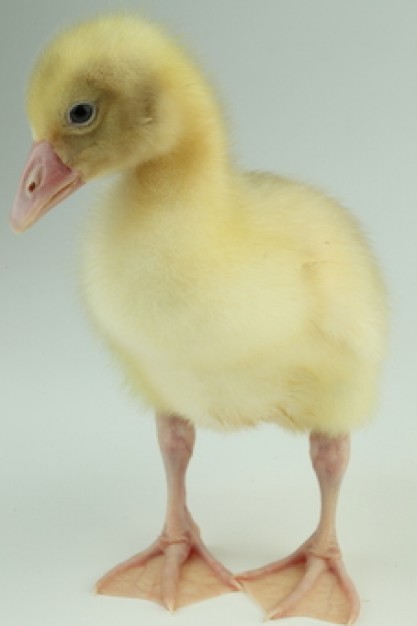 duck pets of bird animal standing and looking at something
