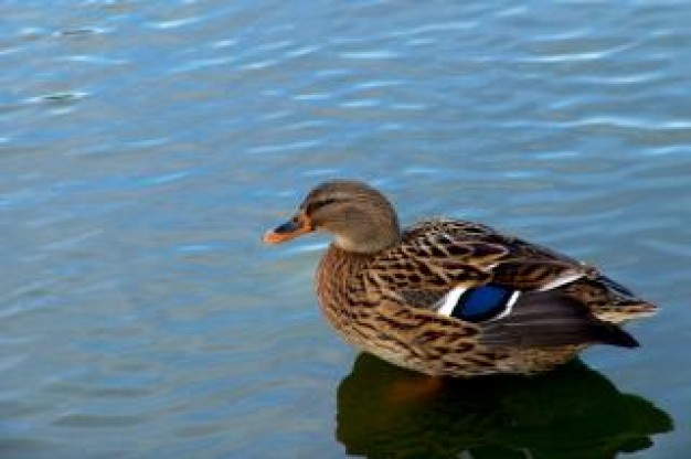 duck sitting in the water  at day