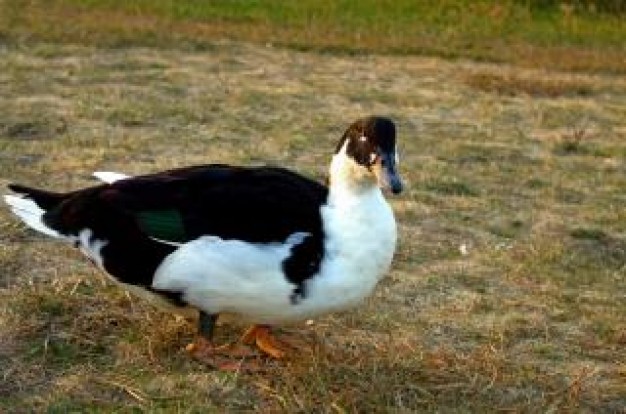 duck with white bottom and black back walking in the field