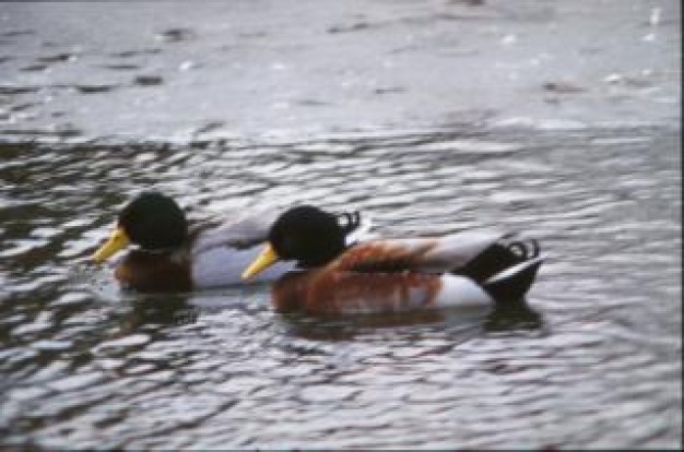 ducks bird pair swimming over water