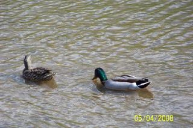 ducks elegance swimming in river