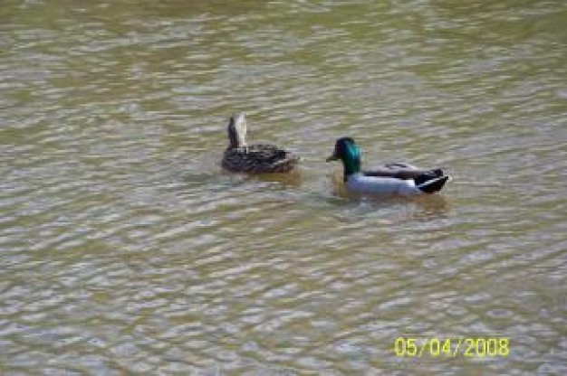 ducks Green-winged Teal wings about lake